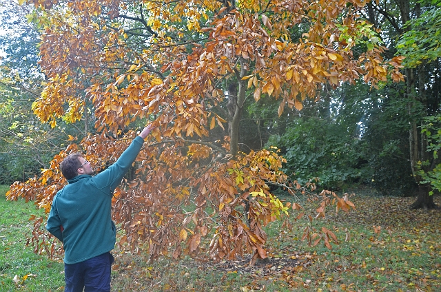 01 11 12_7741_edited-1.jpg - AMERICAN HICKORY - CANFORD SCHOOL ARBORETUM WALK - DORSET - 1.11.12